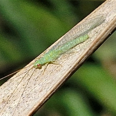 Unidentified Lacewing (Neuroptera) at Kingsdale, NSW - 7 Dec 2024 by trevorpreston