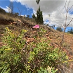 Lotus australis (Austral Trefoil) at Bredbo, NSW - 6 Dec 2024 by WhiteRabbit