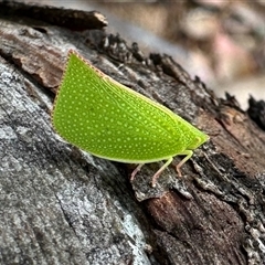 Siphanta acuta (Green planthopper, Torpedo bug) at Aranda, ACT - 7 Dec 2024 by KMcCue