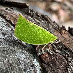 Siphanta acuta at Aranda, ACT - 7 Dec 2024