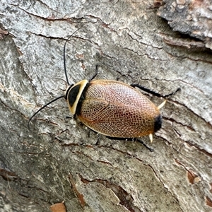 Ellipsidion australe at Aranda, ACT - 7 Dec 2024 11:01 AM