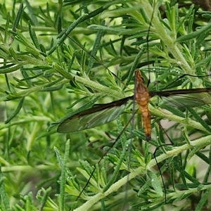 Unidentified True fly (Diptera) at Kingsdale, NSW by trevorpreston