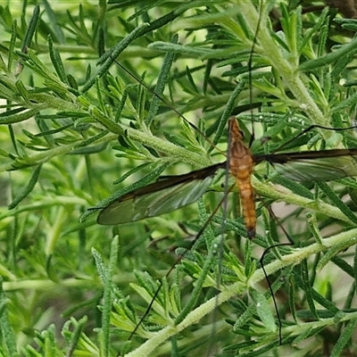 Leptotarsus (Macromastix) costalis (Common Brown Crane Fly) at Kingsdale, NSW - 7 Dec 2024 by trevorpreston