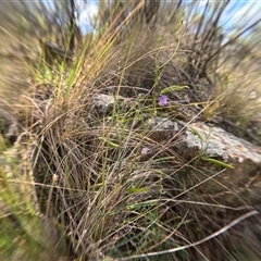 Glycine clandestina (Twining Glycine) at Bredbo, NSW - 6 Dec 2024 by WhiteRabbit