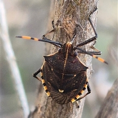 Unidentified Shield, Stink or Jewel Bug (Pentatomoidea) at Bungendore, NSW - 7 Dec 2024 by clarehoneydove