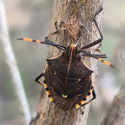 Omyta centrolineata (Centreline Shield Bug) at Bungendore, NSW - 7 Dec 2024 by clarehoneydove