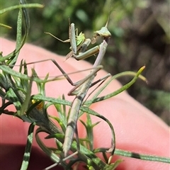 Mantidae (family) adult or nymph at Bungendore, NSW - 7 Dec 2024 by clarehoneydove