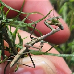 Mantidae (family) adult or nymph at Bungendore, NSW - suppressed