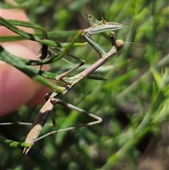 Mantidae (family) adult or nymph at Bungendore, NSW - suppressed