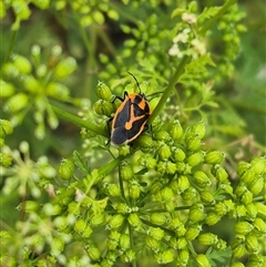 Agonoscelis rutila (Horehound bug) at Bungendore, NSW - 7 Dec 2024 by clarehoneydove