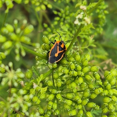 Agonoscelis rutila (Horehound bug) at Bungendore, NSW - 7 Dec 2024 by clarehoneydove