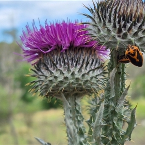 Agonoscelis rutila at Bungendore, NSW - suppressed