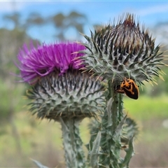 Agonoscelis rutila at Bungendore, NSW - suppressed