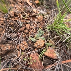 Euphorbia dallachyana (Mat Spurge, Caustic Weed) at Bredbo, NSW - 6 Dec 2024 by WhiteRabbit