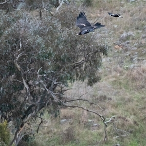 Aquila audax (Wedge-tailed Eagle) at Strathnairn, ACT by Untidy