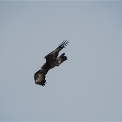 Aquila audax at Strathnairn, ACT - 3 Jun 2022 03:56 PM