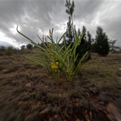 Acacia rubida (Red-stemmed Wattle, Red-leaved Wattle) at Bredbo, NSW - 6 Dec 2024 by WhiteRabbit