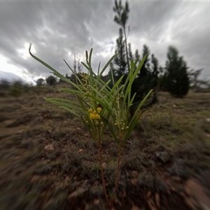 Acacia rubida (Red-stemmed Wattle, Red-leaved Wattle) at Bredbo, NSW by WhiteRabbit