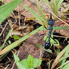 Myrmecia tarsata (Bull ant or Bulldog ant) at Kingsdale, NSW - 7 Dec 2024 by trevorpreston