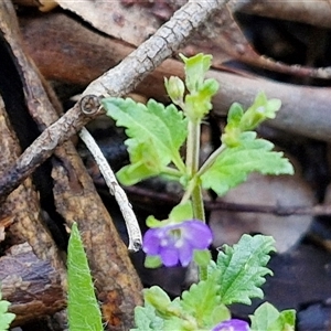 Veronica calycina at Kingsdale, NSW - 7 Dec 2024