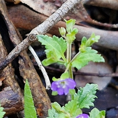 Veronica calycina (Hairy Speedwell) at Kingsdale, NSW - 7 Dec 2024 by trevorpreston