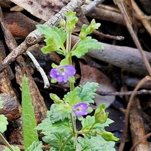 Veronica calycina at Kingsdale, NSW - 7 Dec 2024