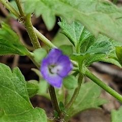 Veronica calycina at Kingsdale, NSW - 7 Dec 2024