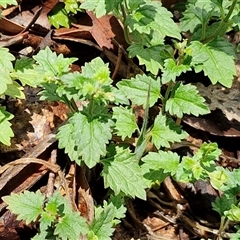 Veronica calycina at Kingsdale, NSW - 7 Dec 2024