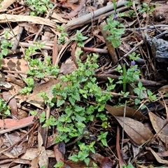 Veronica calycina at Kingsdale, NSW - 7 Dec 2024