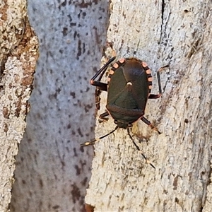 Notius depressus (Shield bug) at Kingsdale, NSW by trevorpreston