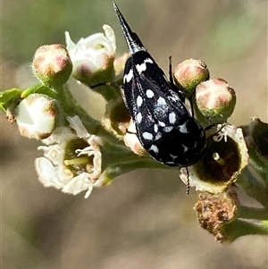 Mordella dumbrelli (Dumbrell's Pintail Beetle) at Jerrabomberra, NSW by SteveBorkowskis