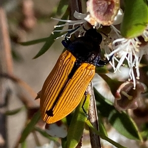 Castiarina subpura at Jerrabomberra, NSW - 7 Dec 2024 03:57 PM