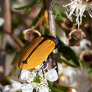 Castiarina subpura at Jerrabomberra, NSW - 7 Dec 2024 03:57 PM