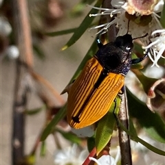 Castiarina subpura at Jerrabomberra, NSW - 7 Dec 2024 03:57 PM