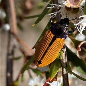 Castiarina subpura at Jerrabomberra, NSW - 7 Dec 2024 03:57 PM