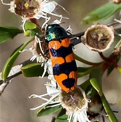 Castiarina crenata at Jerrabomberra, NSW - 7 Dec 2024 by SteveBorkowskis