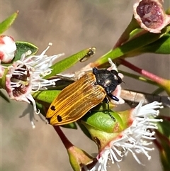 Castiarina balteata at Jerrabomberra, NSW - 7 Dec 2024 by SteveBorkowskis