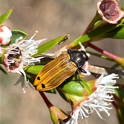 Castiarina balteata at Jerrabomberra, NSW - 7 Dec 2024 by SteveBorkowskis