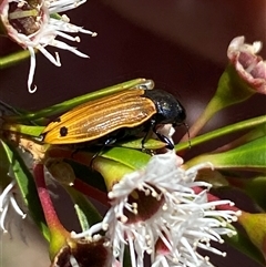 Castiarina balteata at Jerrabomberra, NSW - 7 Dec 2024 03:45 PM