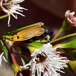 Castiarina balteata at Jerrabomberra, NSW - 7 Dec 2024 03:45 PM