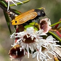 Castiarina balteata at Jerrabomberra, NSW - 7 Dec 2024 03:45 PM