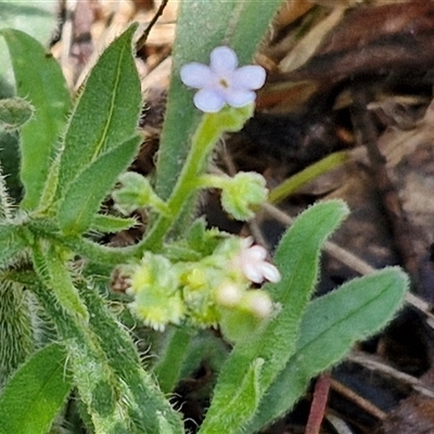 Cynoglossum australe (Australian Forget-me-not) at Kingsdale, NSW - 7 Dec 2024 by trevorpreston