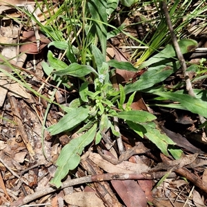 Cynoglossum australe at Kingsdale, NSW - 7 Dec 2024 01:13 PM