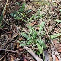 Cynoglossum australe at Kingsdale, NSW - 7 Dec 2024 01:13 PM