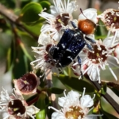 Zenithicola crassus (Clerid beetle) at Jerrabomberra, NSW - 7 Dec 2024 by SteveBorkowskis