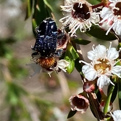 Zenithicola crassus at Jerrabomberra, NSW - 7 Dec 2024