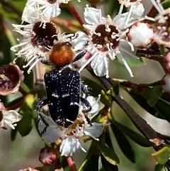 Zenithicola crassus at Jerrabomberra, NSW - 7 Dec 2024