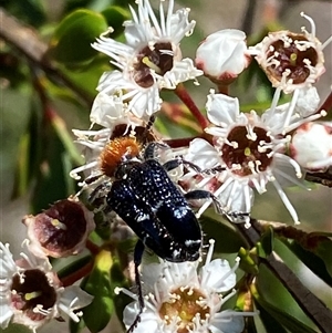 Zenithicola crassus at Jerrabomberra, NSW - 7 Dec 2024