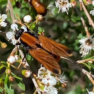 Pelecorhynchus fulvus (Orange cap-nosed fly) at Jerrabomberra, NSW by SteveBorkowskis