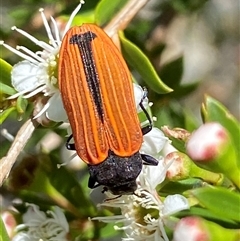 Castiarina erythroptera at Jerrabomberra, NSW - 7 Dec 2024 by SteveBorkowskis